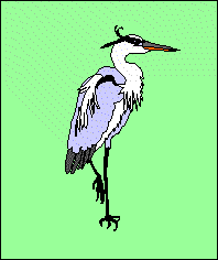 Standing heron animation